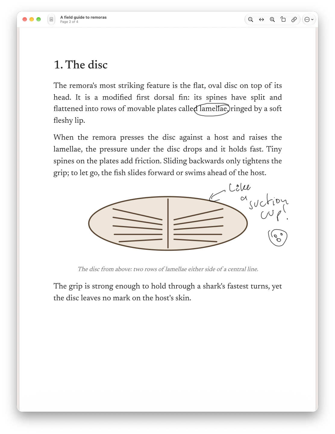 A PDF page in Remora with handwritten notes: a circled word, an arrow and a margin note